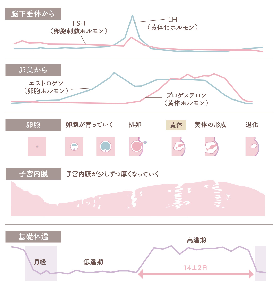 自然妊娠の流れ フローチャート