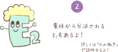 黄体から分泌されるE2もあるよ！ 詳しくは「P4の働き」で説明するよ！