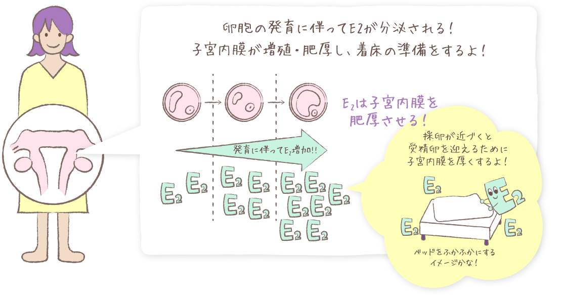 卵胞の発育に伴ってE2が分泌される！子宮内膜が増殖・肥厚し、着床の準備をするよ！