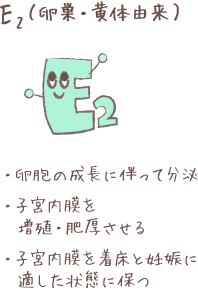 E2（卵巣・黄体由来）