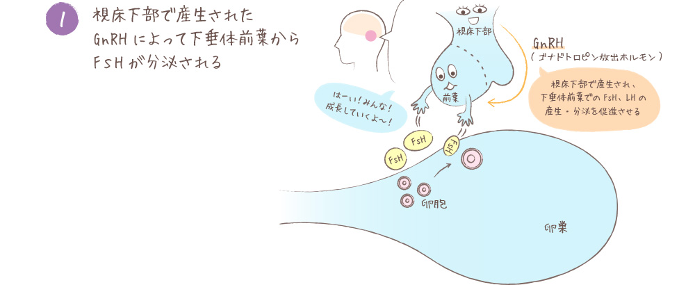 視床下部で産生されたGnRHによって下垂体前葉からFsHが分泌される