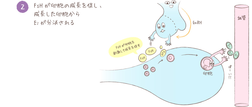 FsHが卵胞の成長を促し、成長した卵胞からE2が分泌される