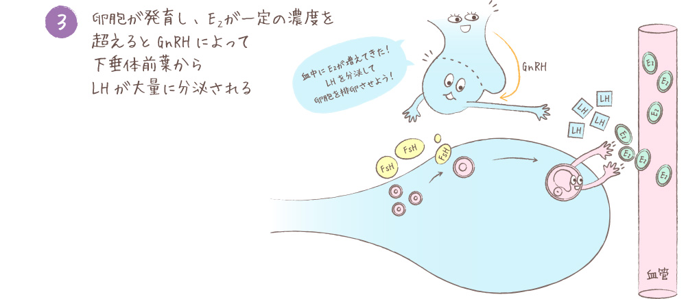 卵胞が発育し、E２が一定の濃度を超えるとGnRHによって下垂体前葉からLHが大量に分泌される