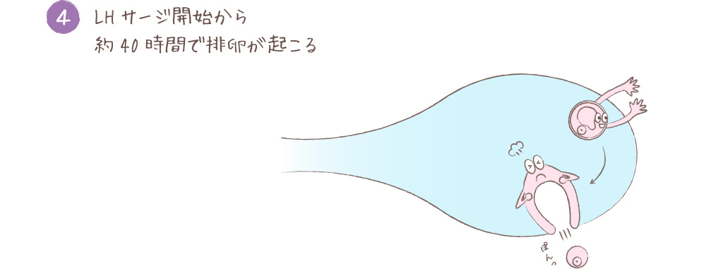 LHサージ開始から約40時間で排卵が起こる