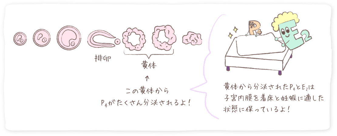 この黄体からP4がたくさん分泌されるよ!黄体から分泌されたP4とE2は子宮内膜を着床と妊娠に適した状態に保っているよ!