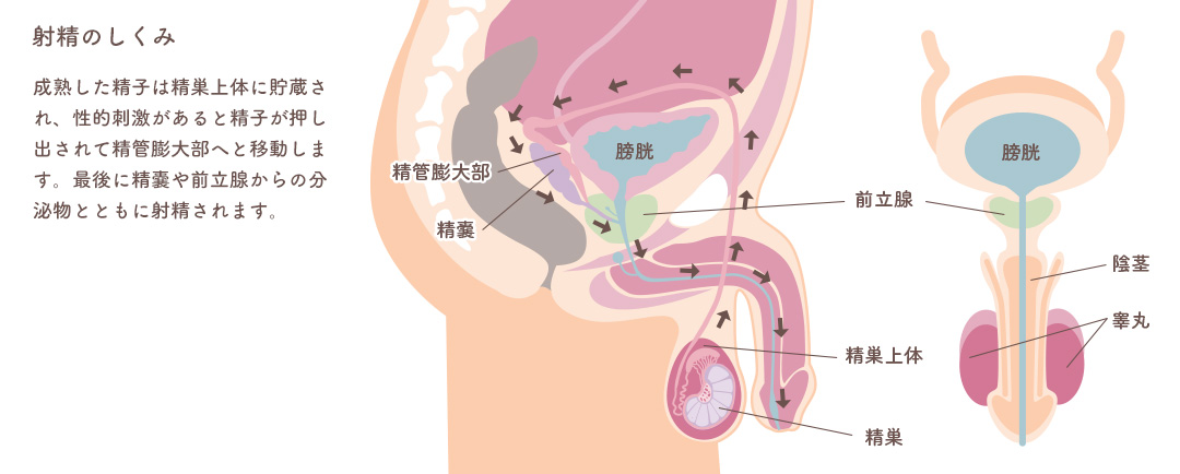 射精の仕組み