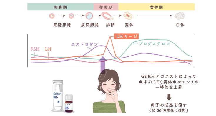 GnRHアゴニストの効果