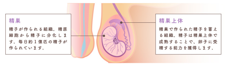 精巣と精巣上体