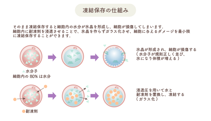 冷凍保存の仕組み