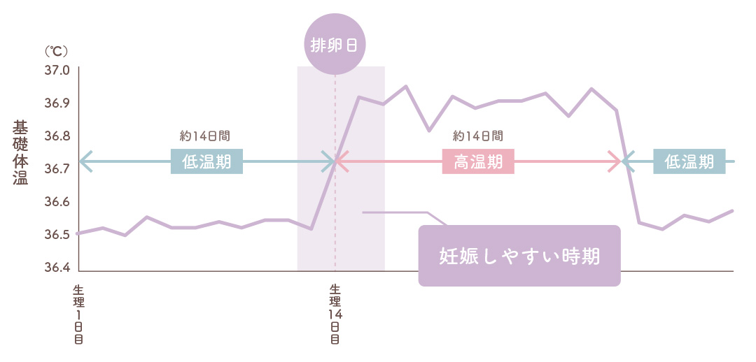 [タイミング療法] 基礎体温・排卵日・妊娠しやすい時期について